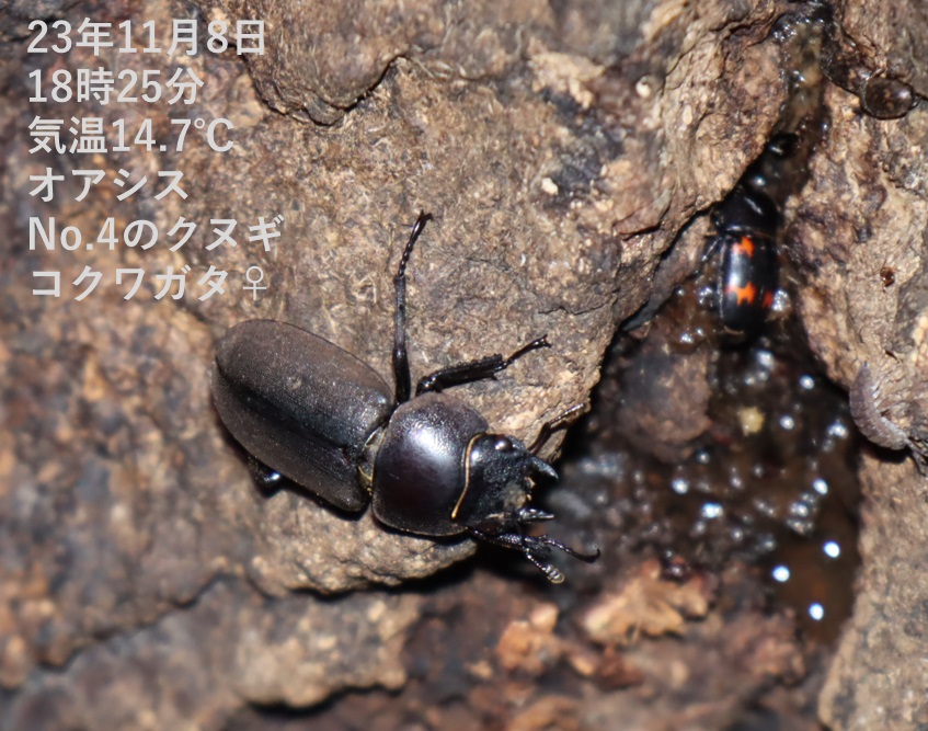 コクワガタ♀（アングル2）_No.4のクヌギ_クワガタ達のオアシス_2023年11月8日18時25分 気温14.7度